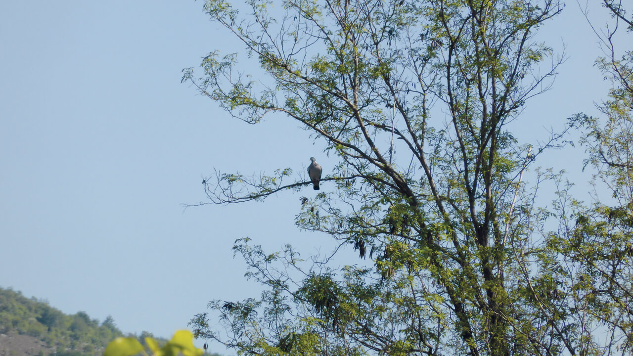 Colombaccio su un albero