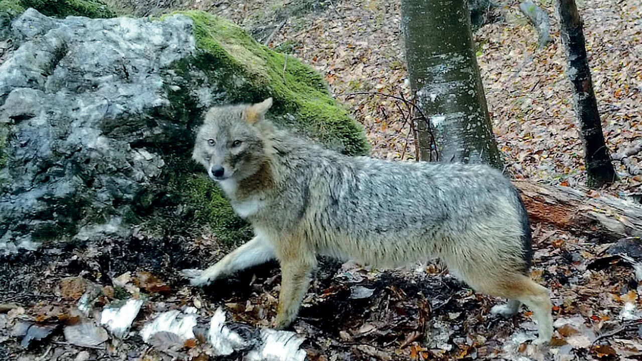 Sciacallo dorato