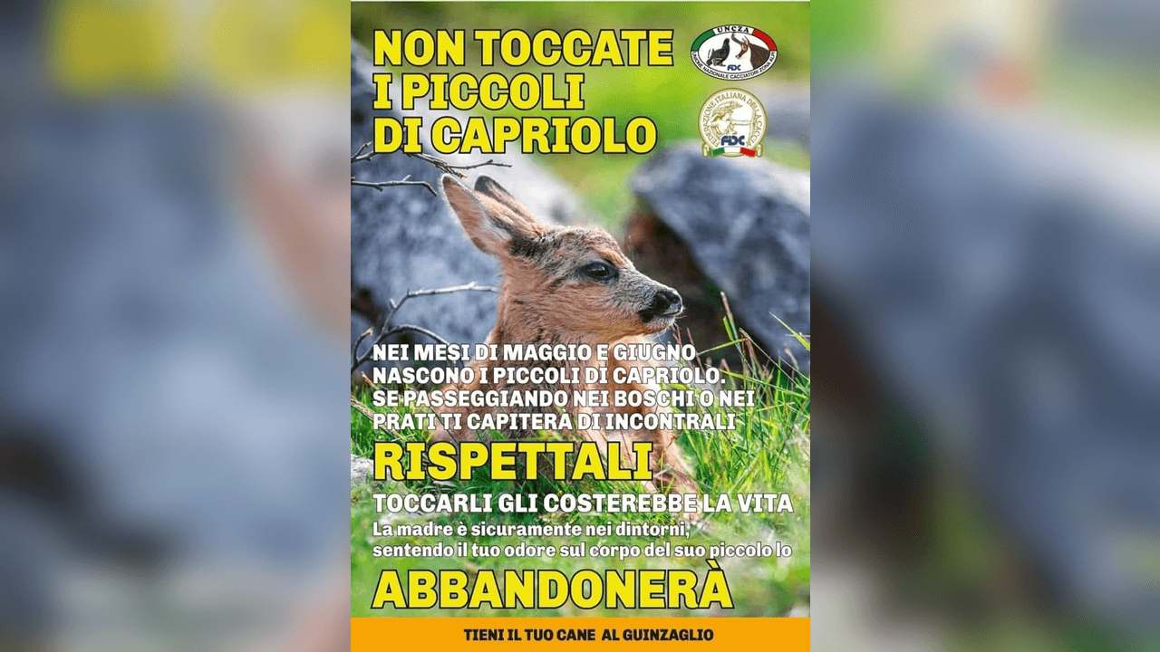 Locandina "Non toccate i piccoli di capriolo"