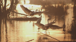 I cacciatori fruitori sostenibili dell’ambiente: senza i loro interventi di miglioramento ambientale, il territorio risulterebbe innegabilmente più povero e meno ospitale per tutte le specie.