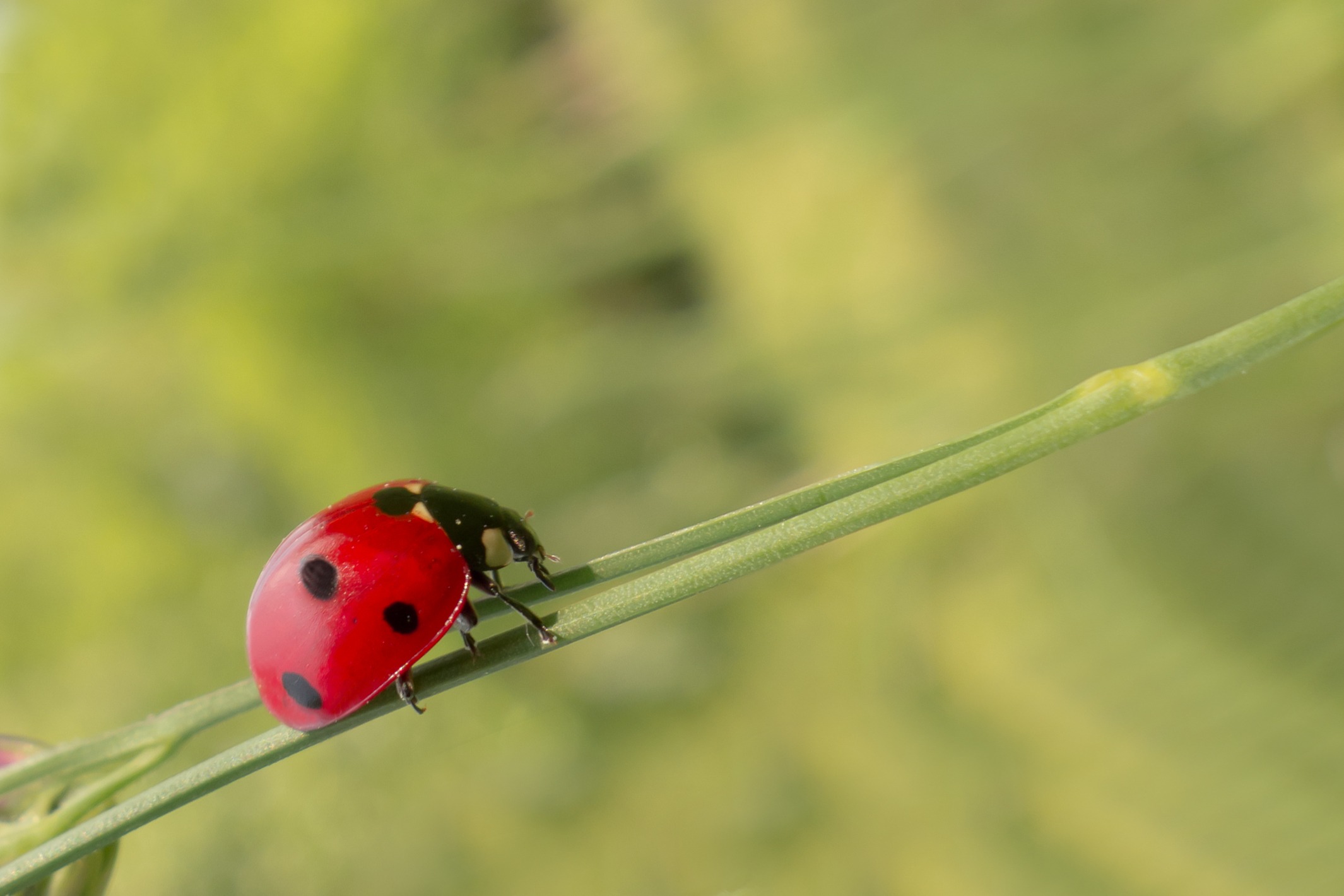 Coccinella su una foglia