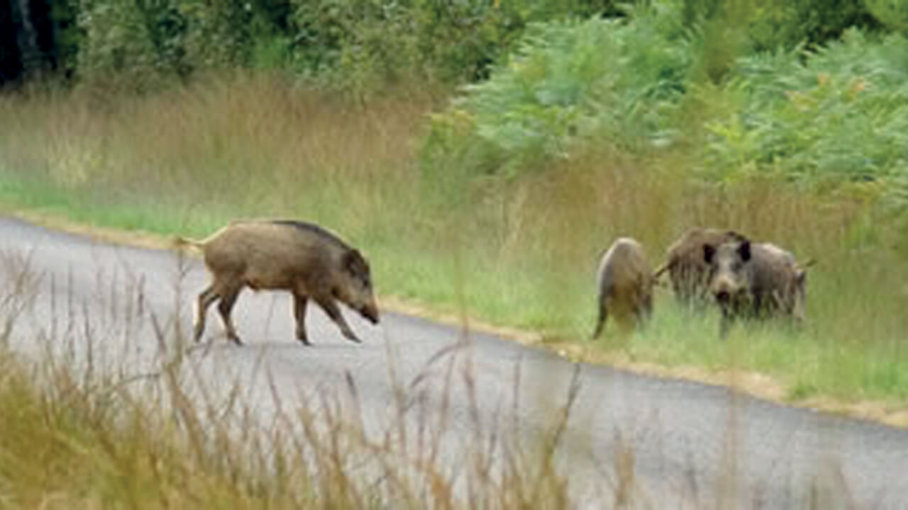 Cinghiali che attraversano la strada