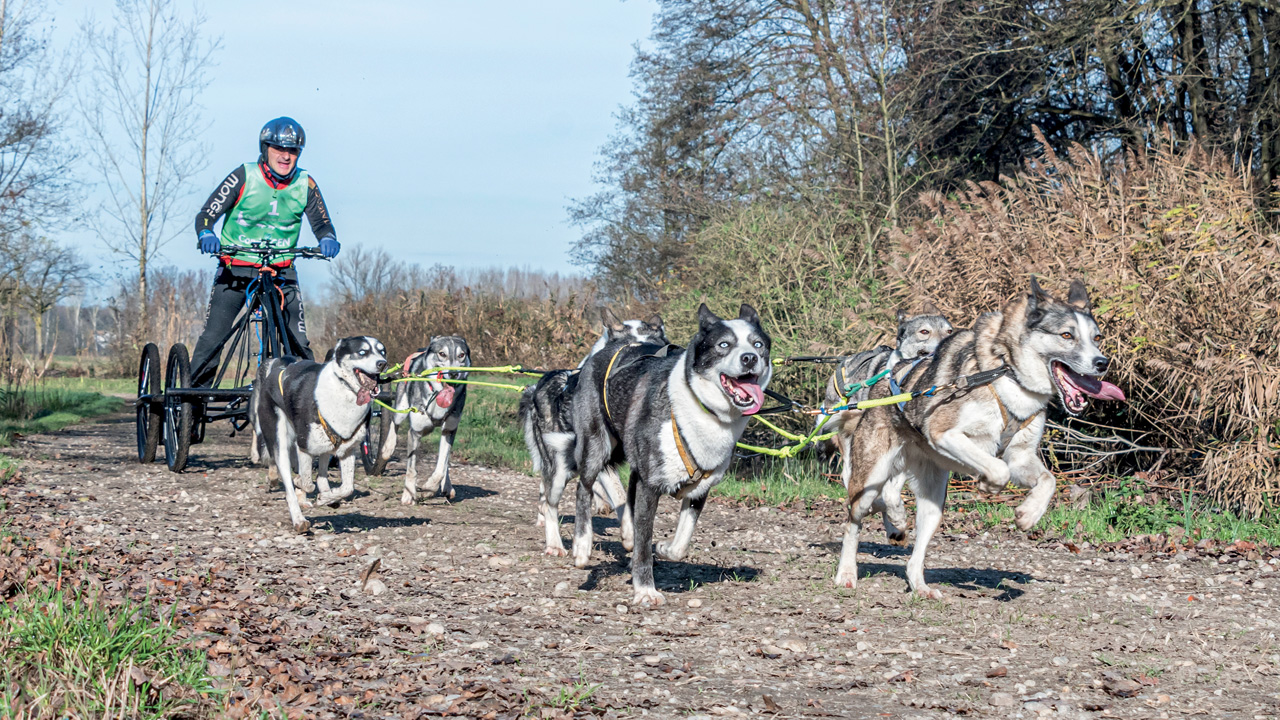 cani disciplina sleddog