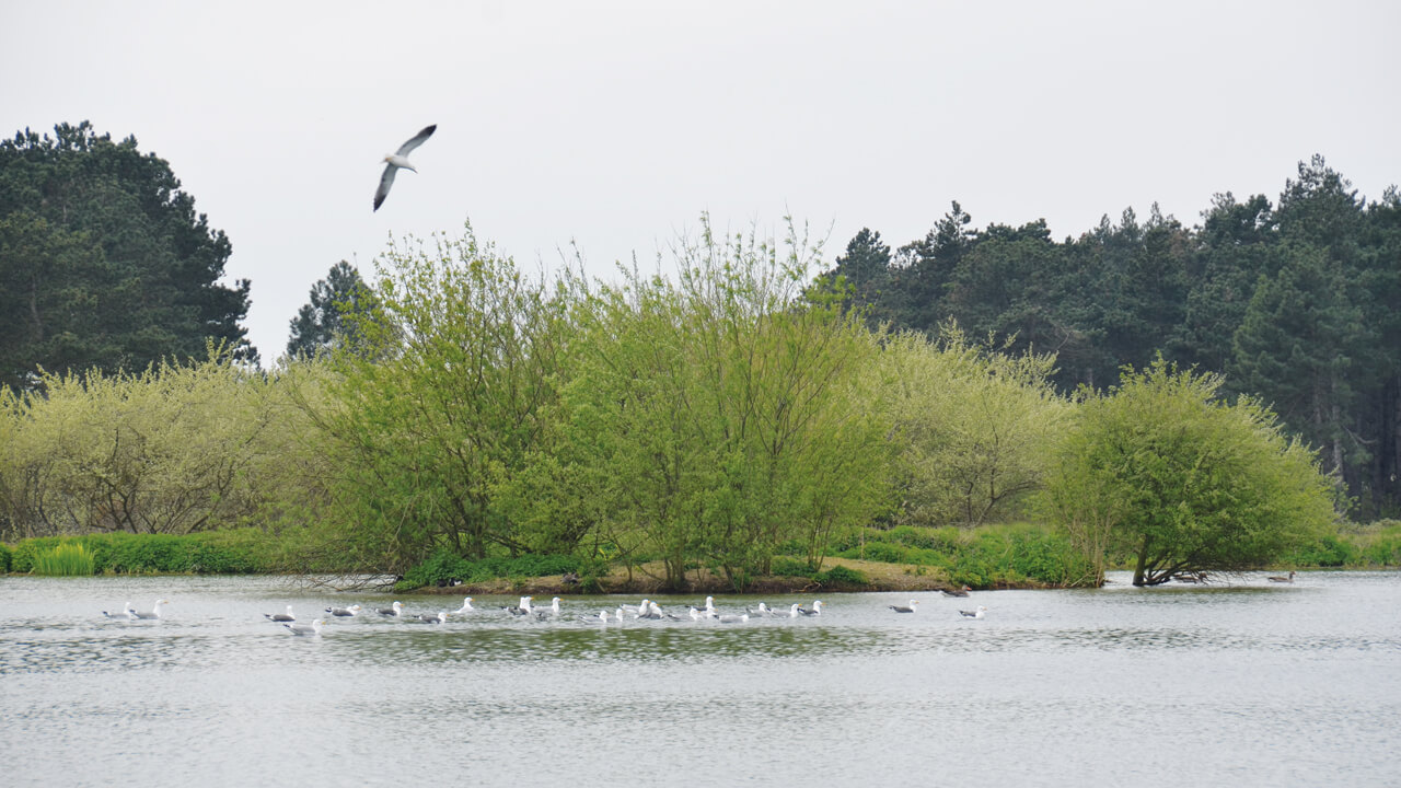 Lago con uccelli acquatici