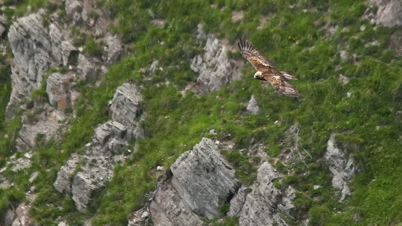 aquila reale
