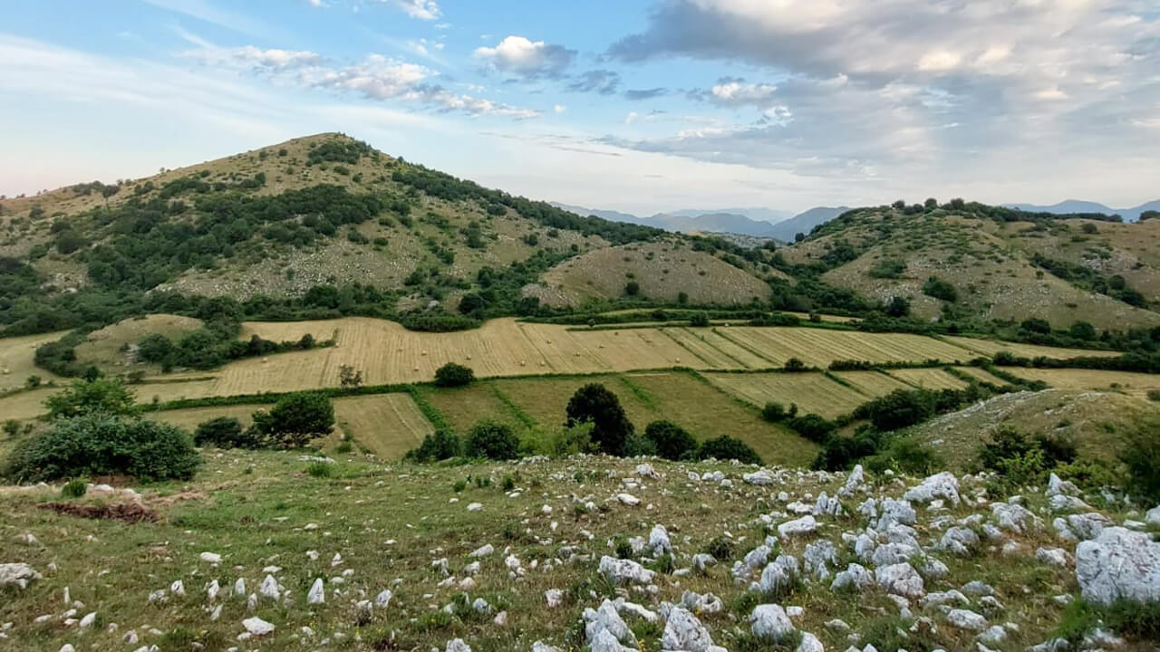 Campo gara cinofila