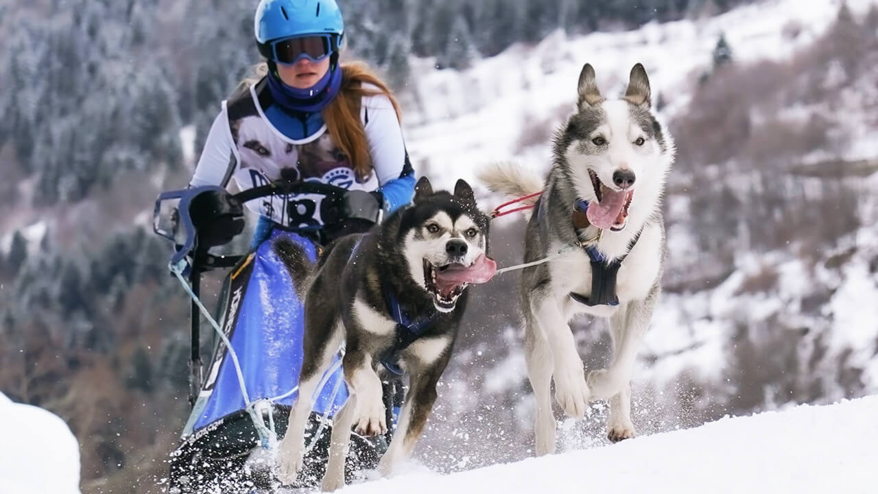 Attività sportive cinofile federali