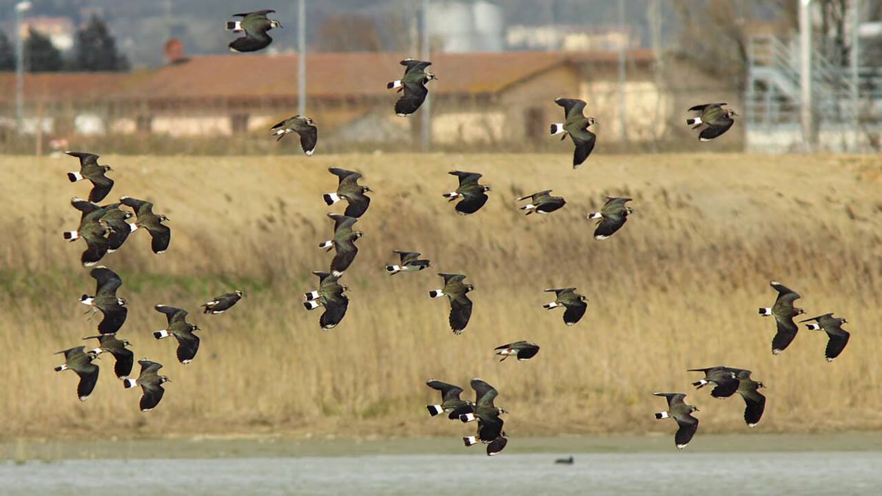 Anatidi in volo