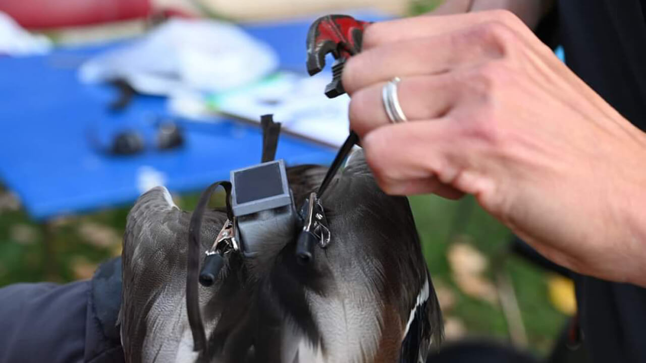 Stagione scientifica di Acma