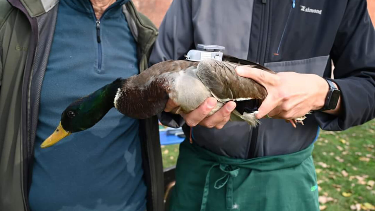Stagione scientifica di Acma