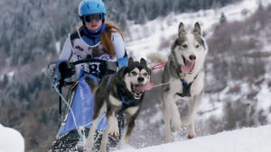 Sleddog