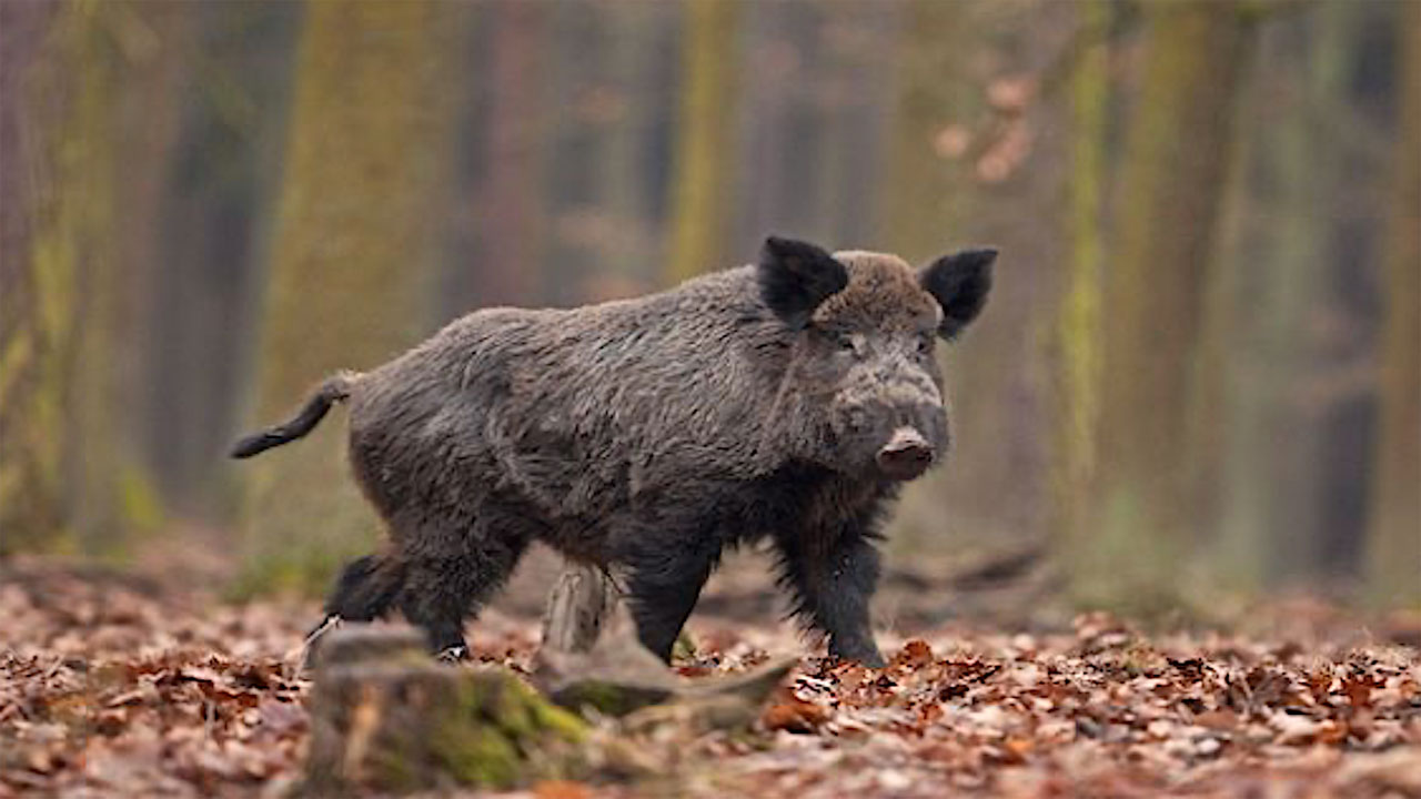 Sicurezza delle carni di selvaggina