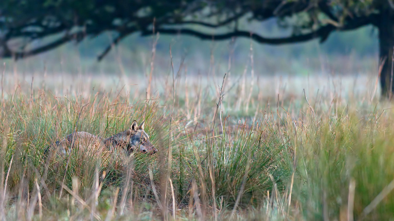 Primo Monitoraggio nazionale sul lupo
