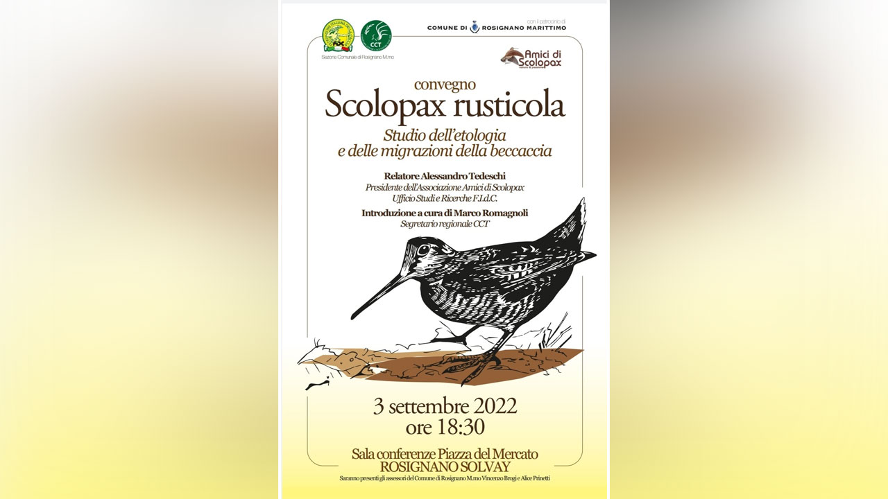 Convegno Scolopax rusticola