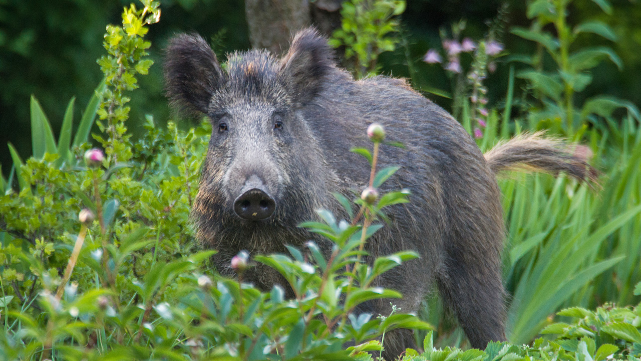 cinghiale
