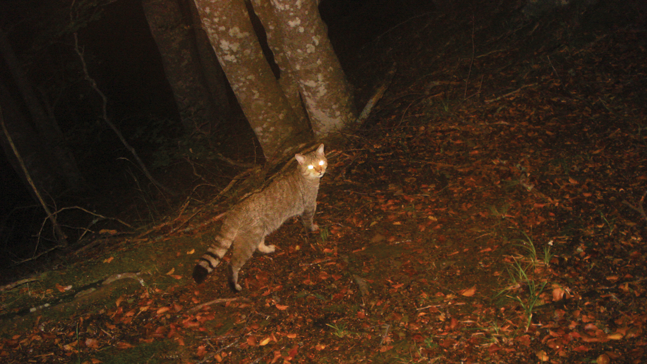 Gatto selvatico