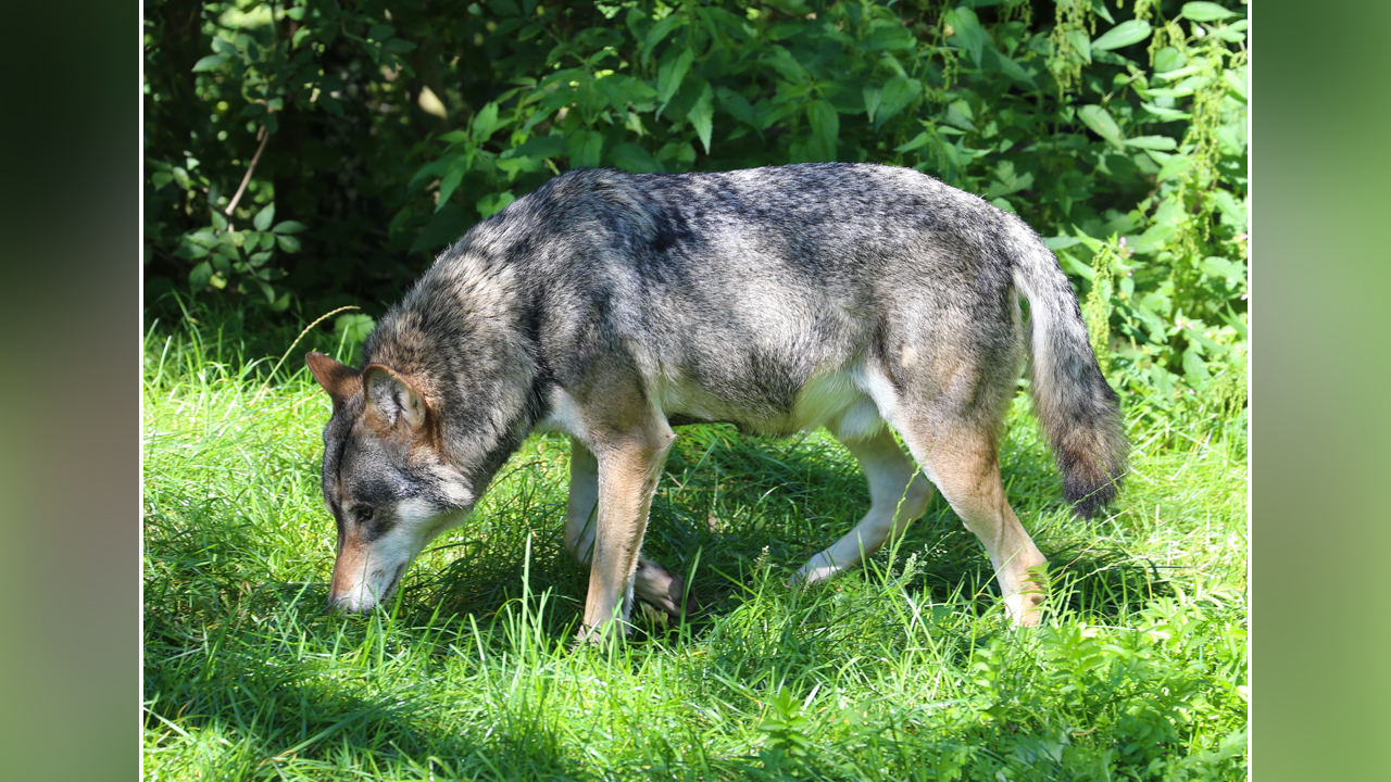 Grandi carnivori