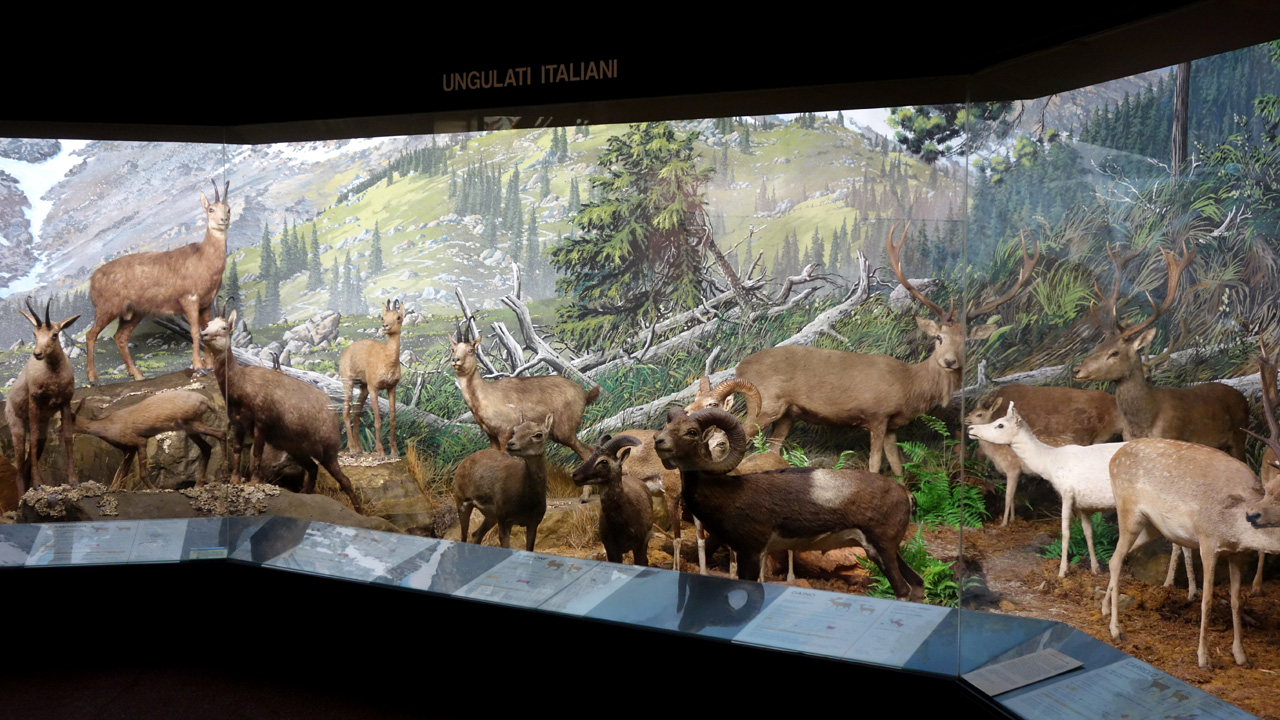 FEDERCACCIA NUCLEO MAGENTA