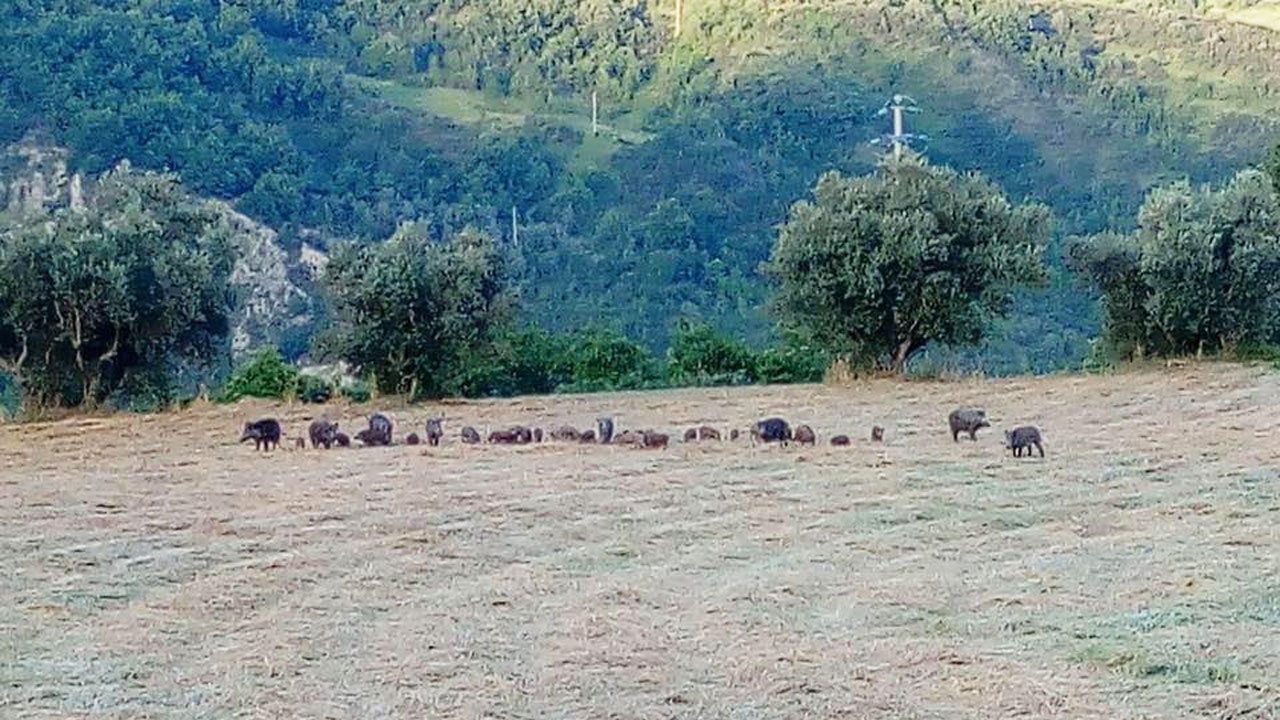Danni provocati da cinghiali