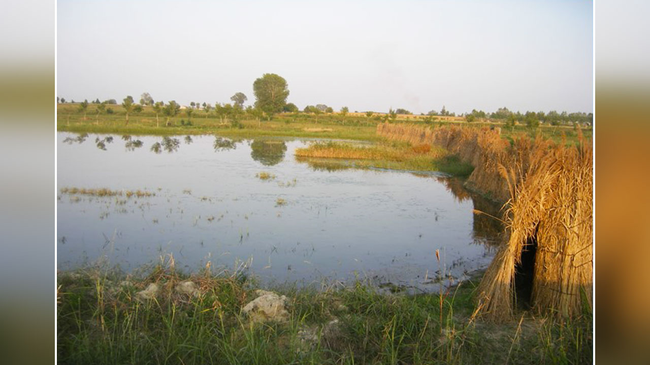Bando ACMA