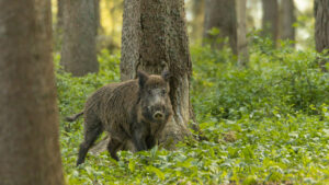 Comitato Tecnico Faunistico-Venatorio