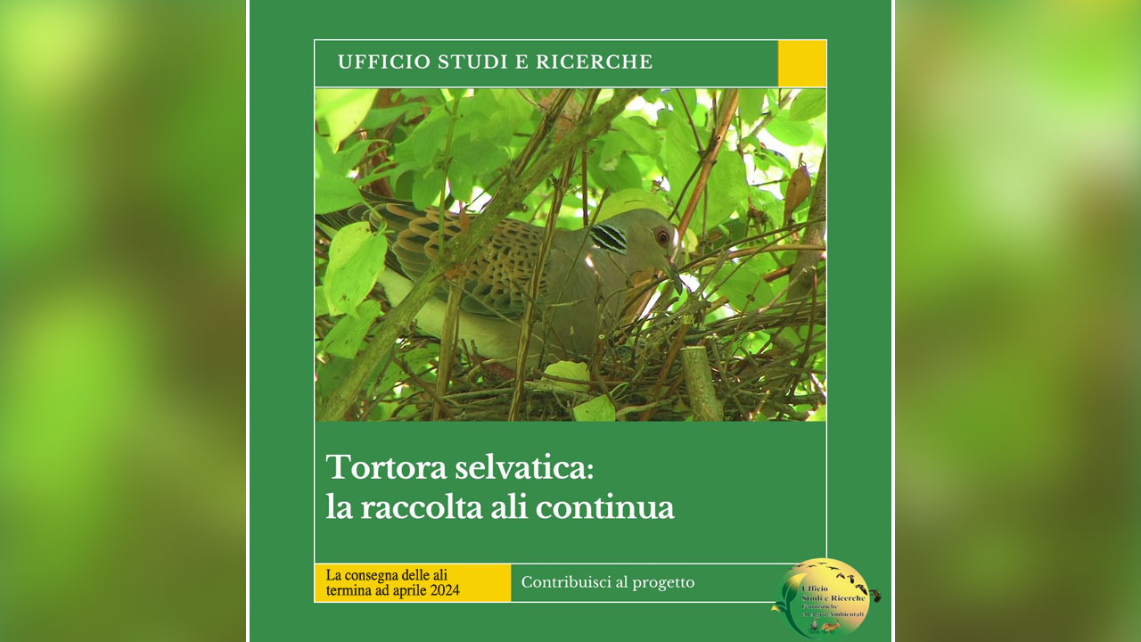 Tortora selvatica la raccolta ali continua
