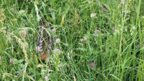 Associazione Cacciatori Alto Adige