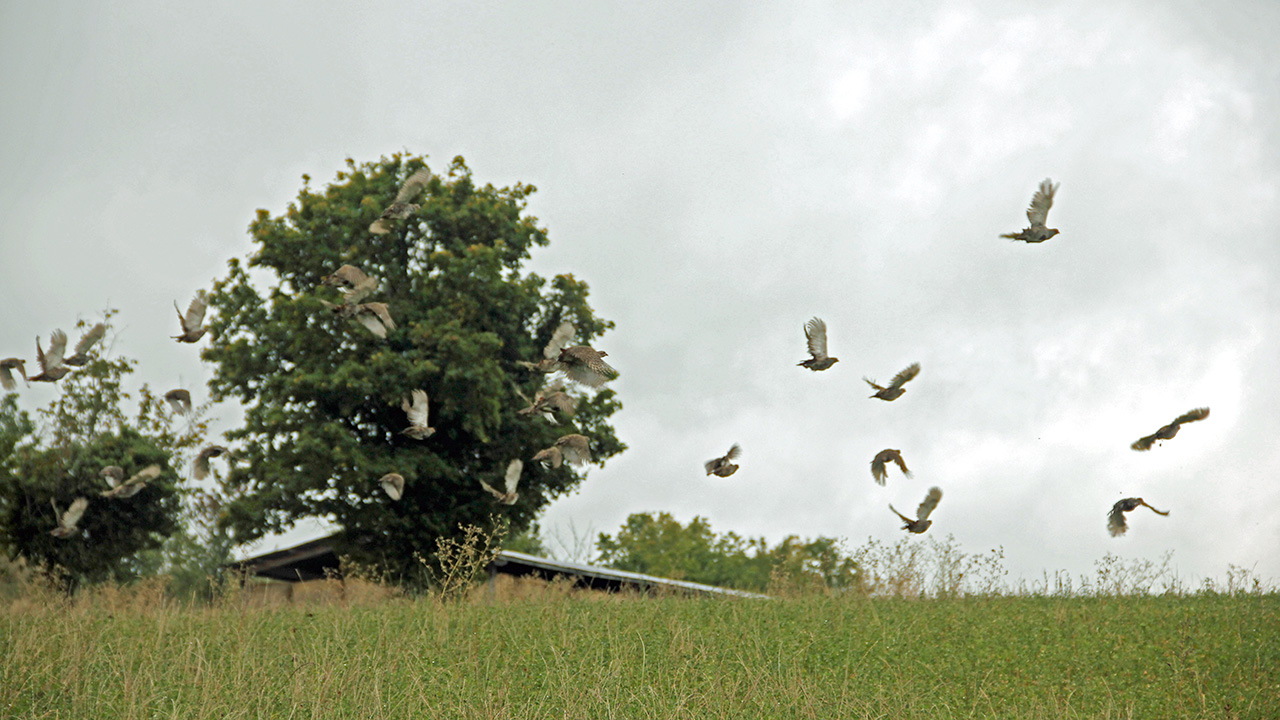 Starne in volo