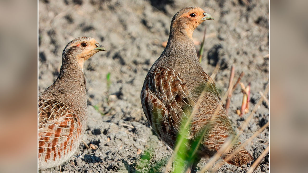 Progetto Life Perdix Intervento Tramontana