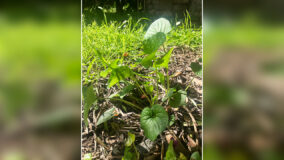 Gestione specie vegetali aliene unipisa