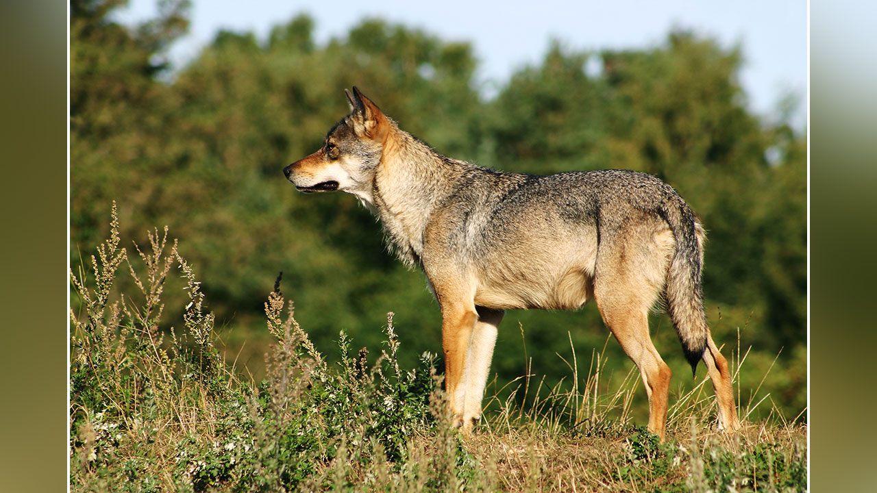 Face declassamento lupo