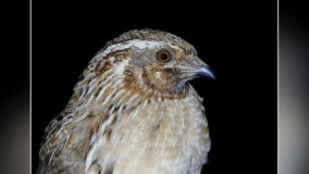 Monitoraggio quaglia