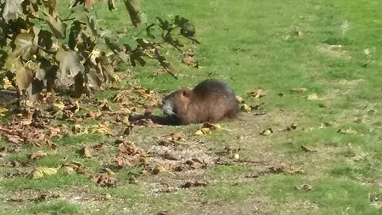 NUTRIA