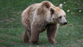 CAMPANELLO DI ALLARME PER L’ORSO MARSICANO ORSO MARSICANO