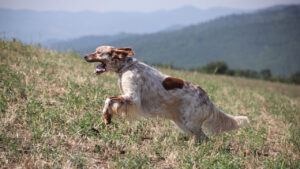 Setter Inglese a Collacchioni