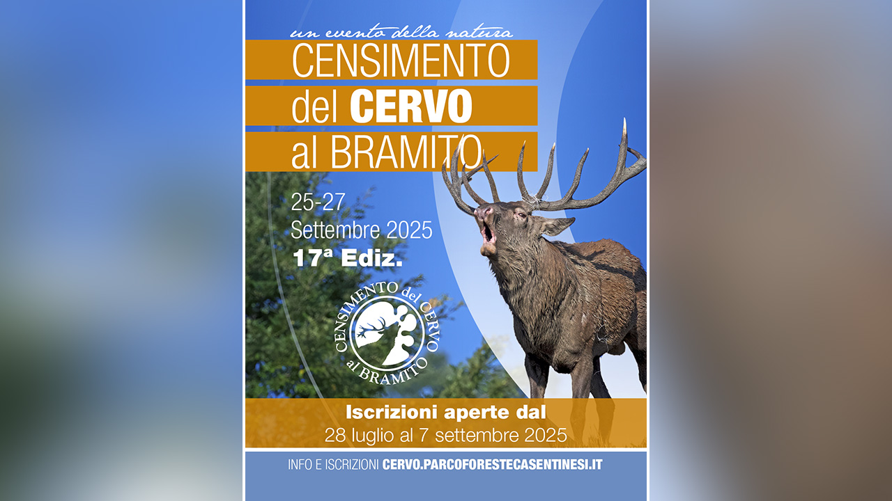 cervo al bramito