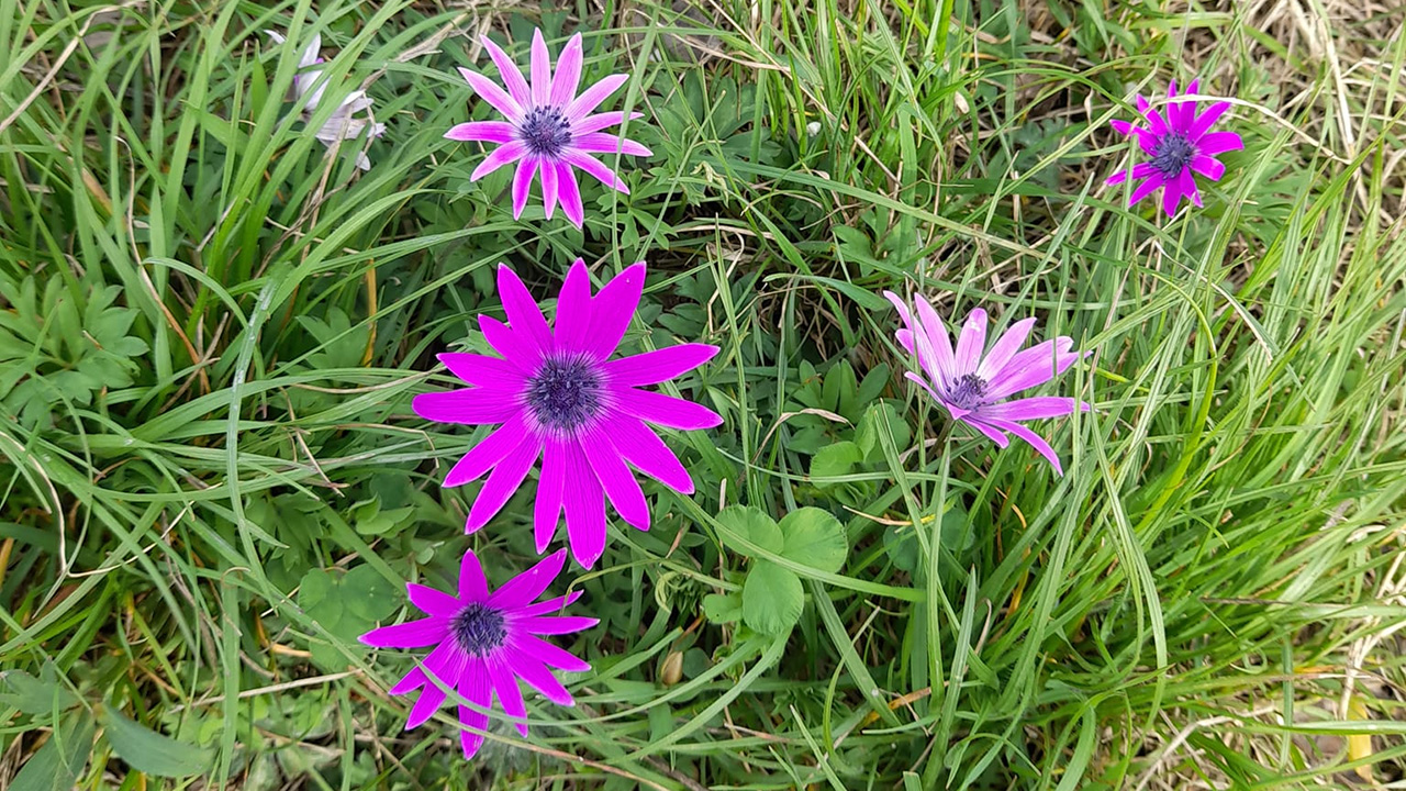 fiori
