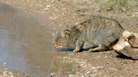ALLA SCOPERTA DEL MISTERIOSO GATTO SELVATICO ANCHE CON IL SUPPORTO DELLA CITIZEN SCIENCE gatto selvatico