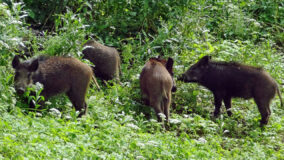 COME SI CONTRASTA LA PESTE SUINA AFRICANA Cinghiali