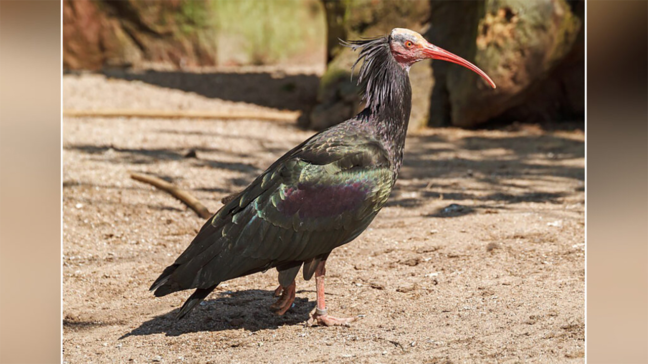 Atto di bracconaggio Ibis eremita
