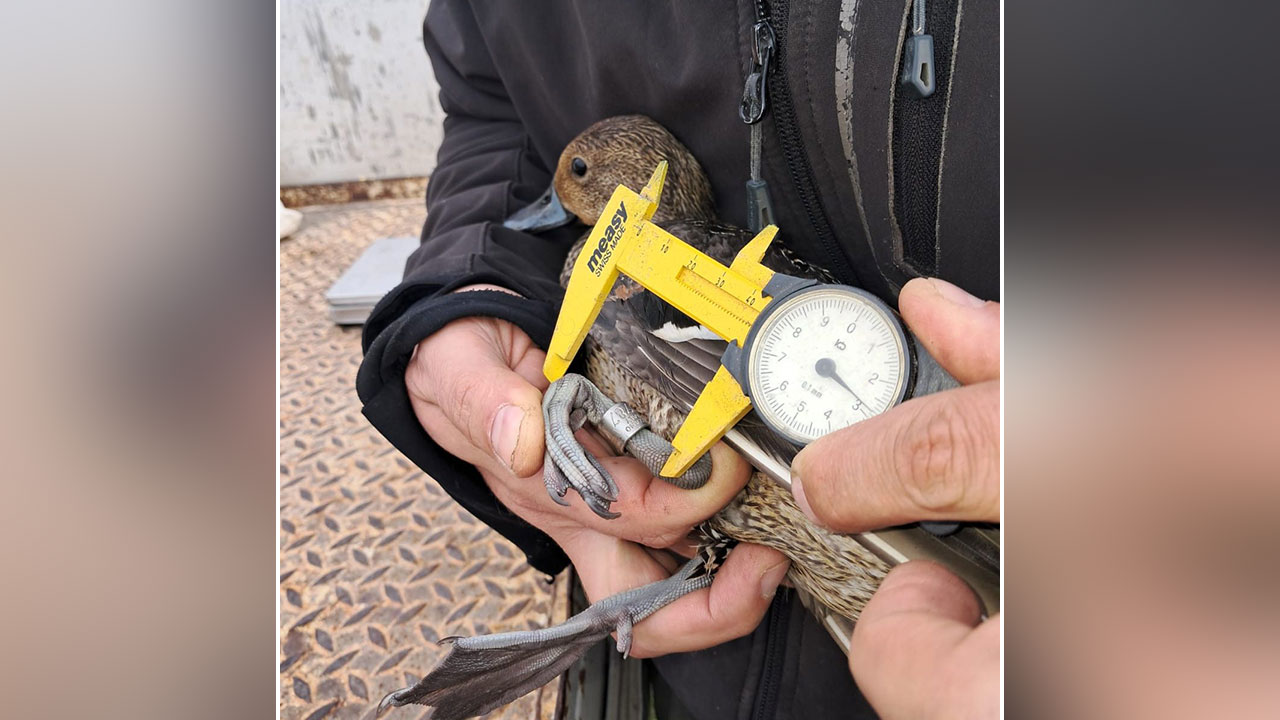 Inanellamenti ACMA Parco Delta Po
