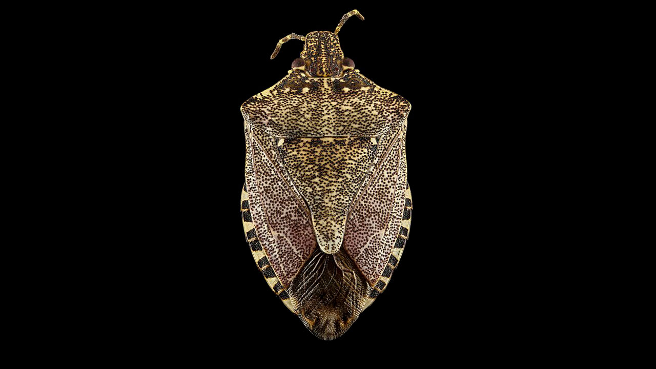 Report specie aliene Ispra