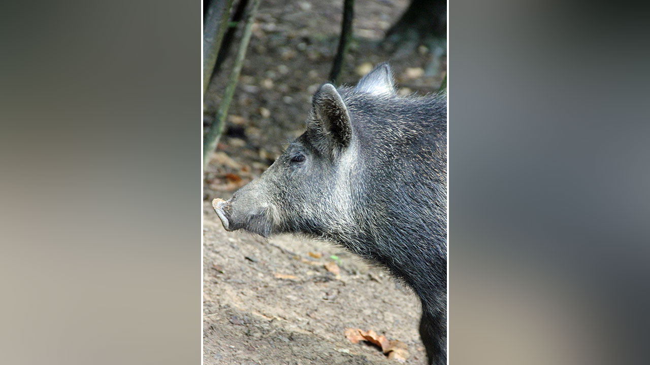 Corso di formazione per coadiutori controllo fauna selvatica