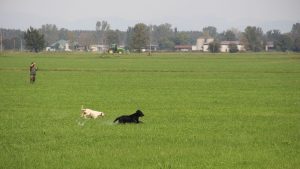 Consiglio di stato su caccia nei terreni