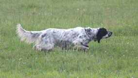 A INDICATORE (AR) IL 2° TROFEO FIDC-UCT CANE DA CACCIA