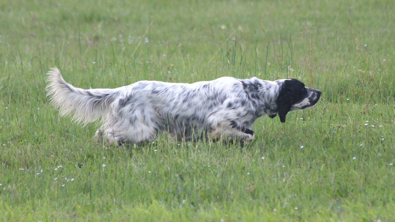 CANE DA CACCIA