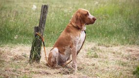Norme Benessere Animale Face