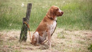 Norme Benessere Animale Face