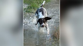 VACCINO ANTIRABBICO GRATUITO PER CANI E GATTI DI VITTORIO VENETO
cane