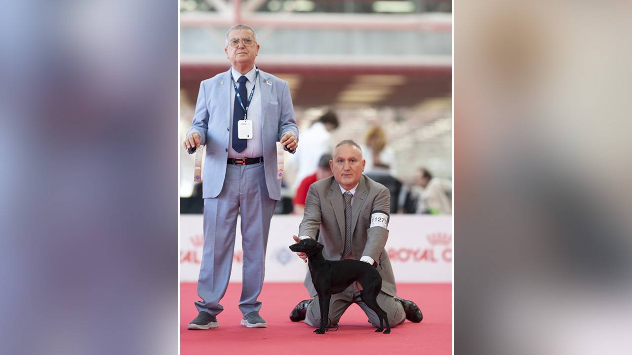 concorso per cani WORLD DOG SHOW 2026 